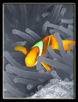 Clownfish. Taken just off Tiran, in the Red Sea. Colour o... by Grant Kennedy 